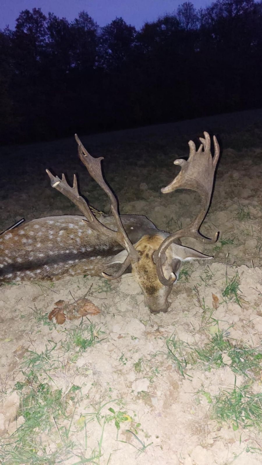 Fallow Deer Stag Hunt in Hungary photo 2