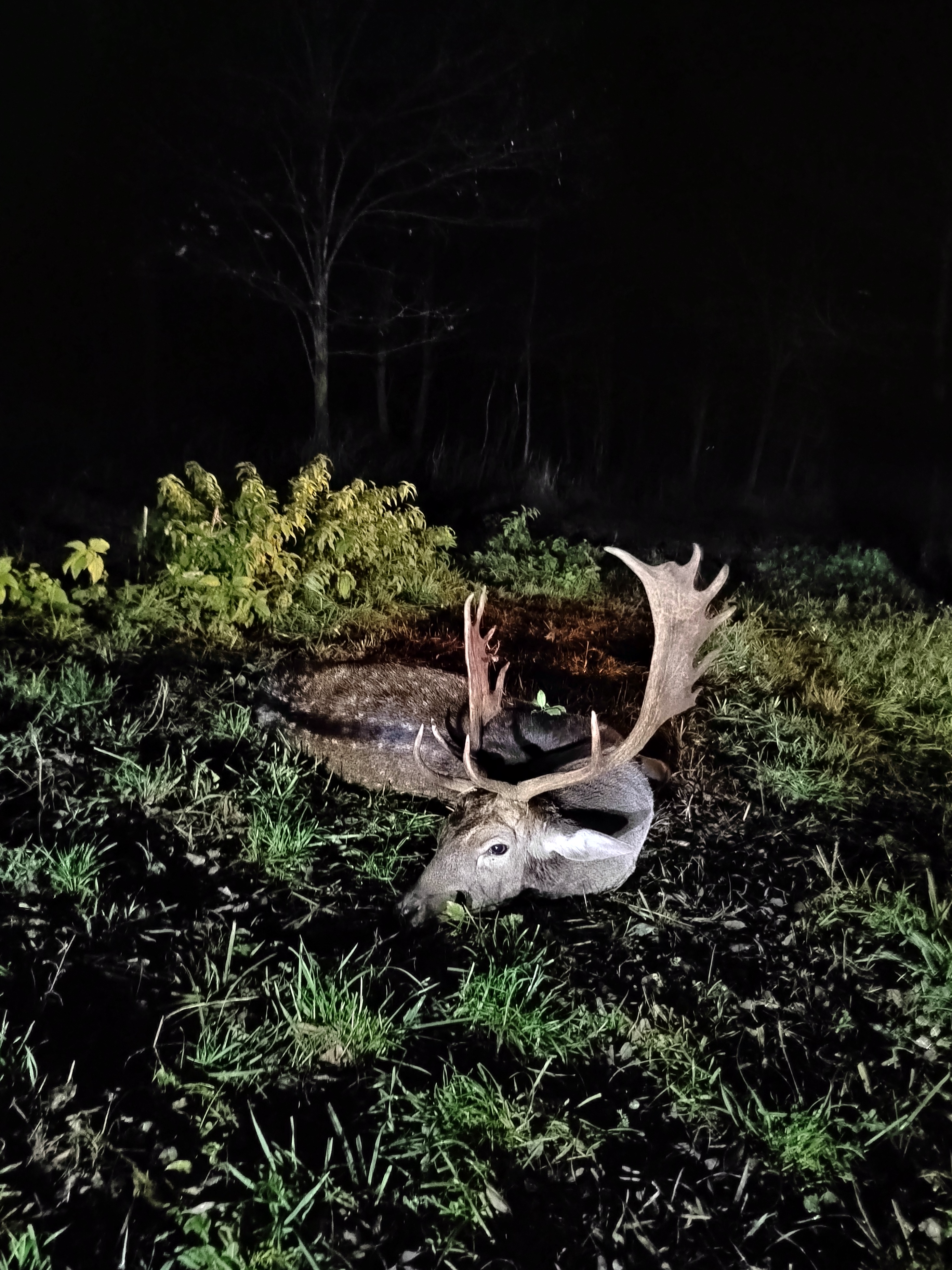 Fallow Deer Stag Hunt in Hungary photo 3