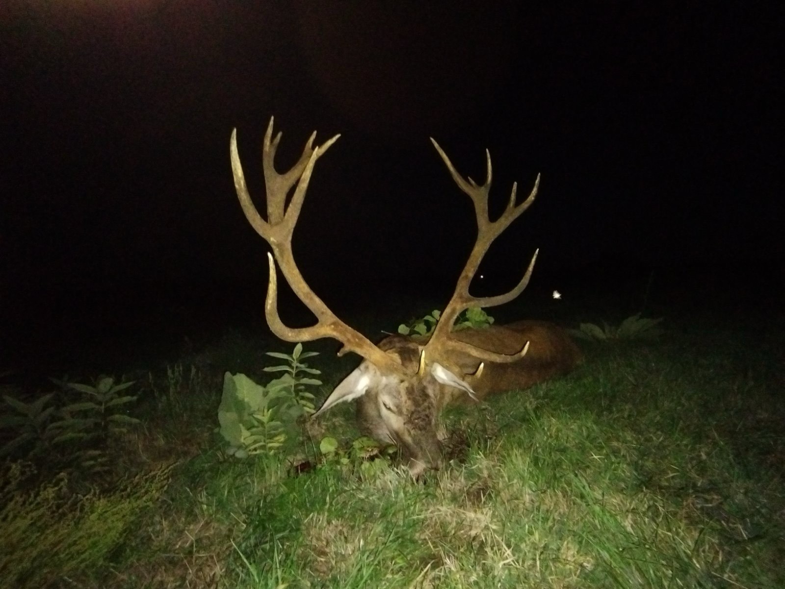 Red stag hunting