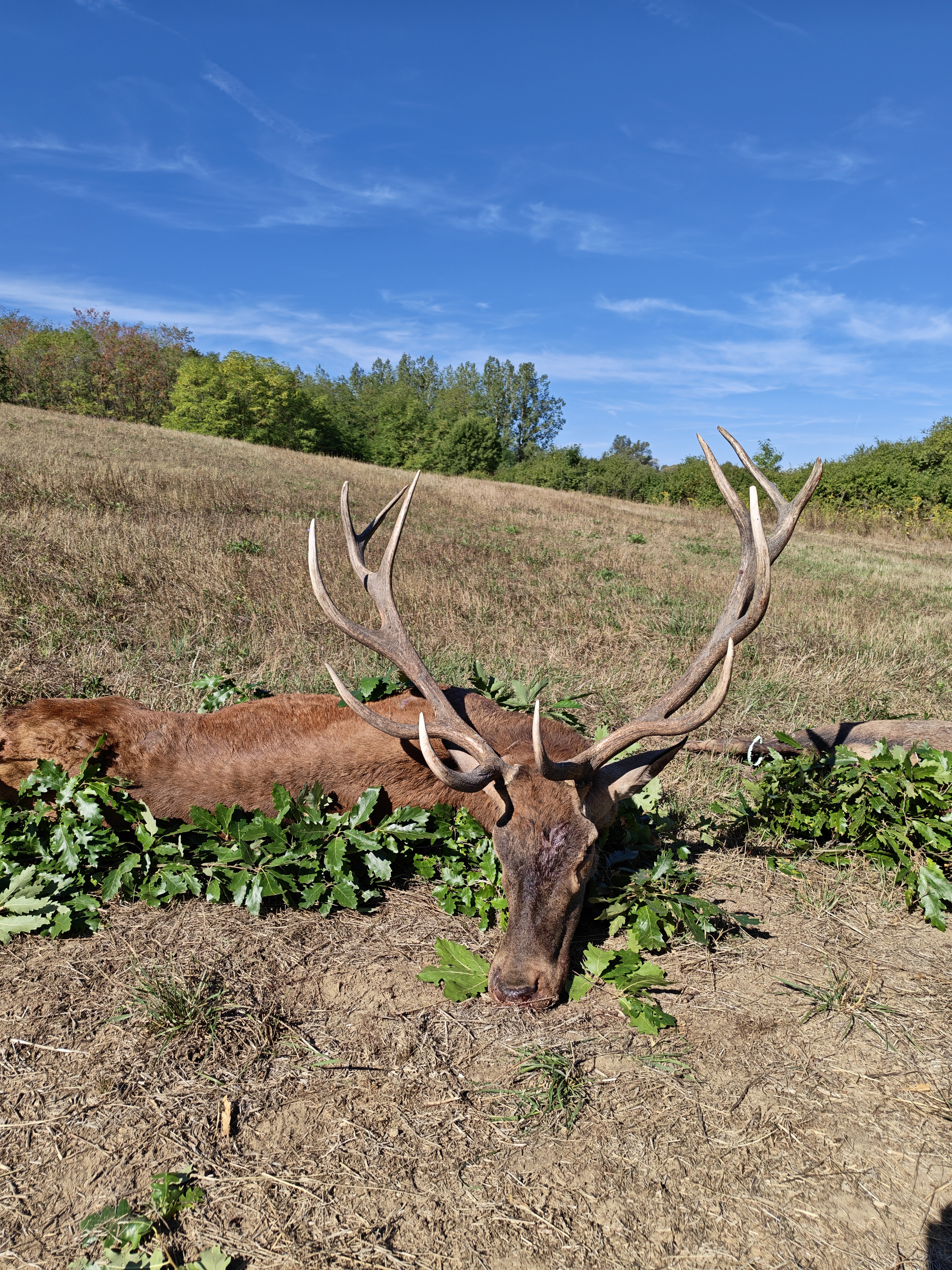 Red stag hunting photo 3