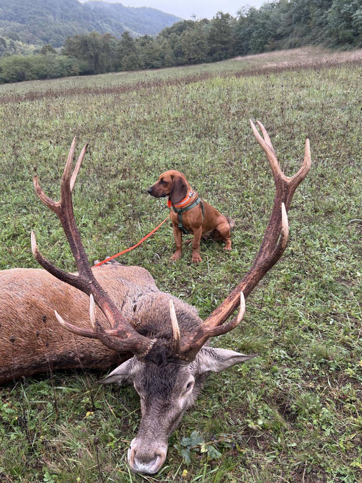 Red stag hunting photo 5