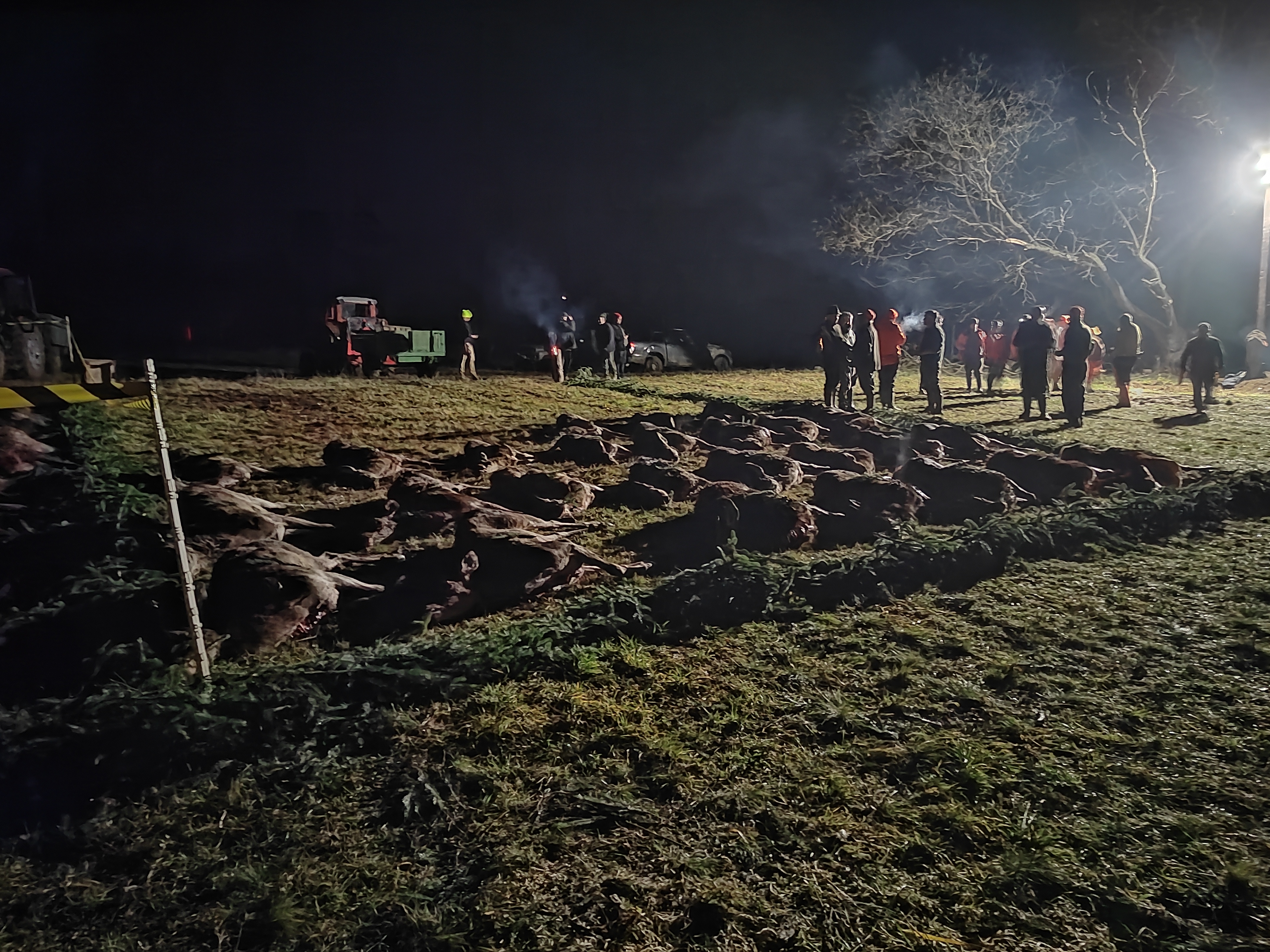 Multi-Day Driven Hunt in Hungary photo 3