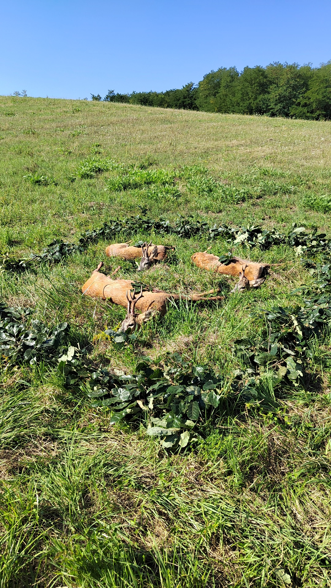 Roe Buck hunting in Hungary photo 2