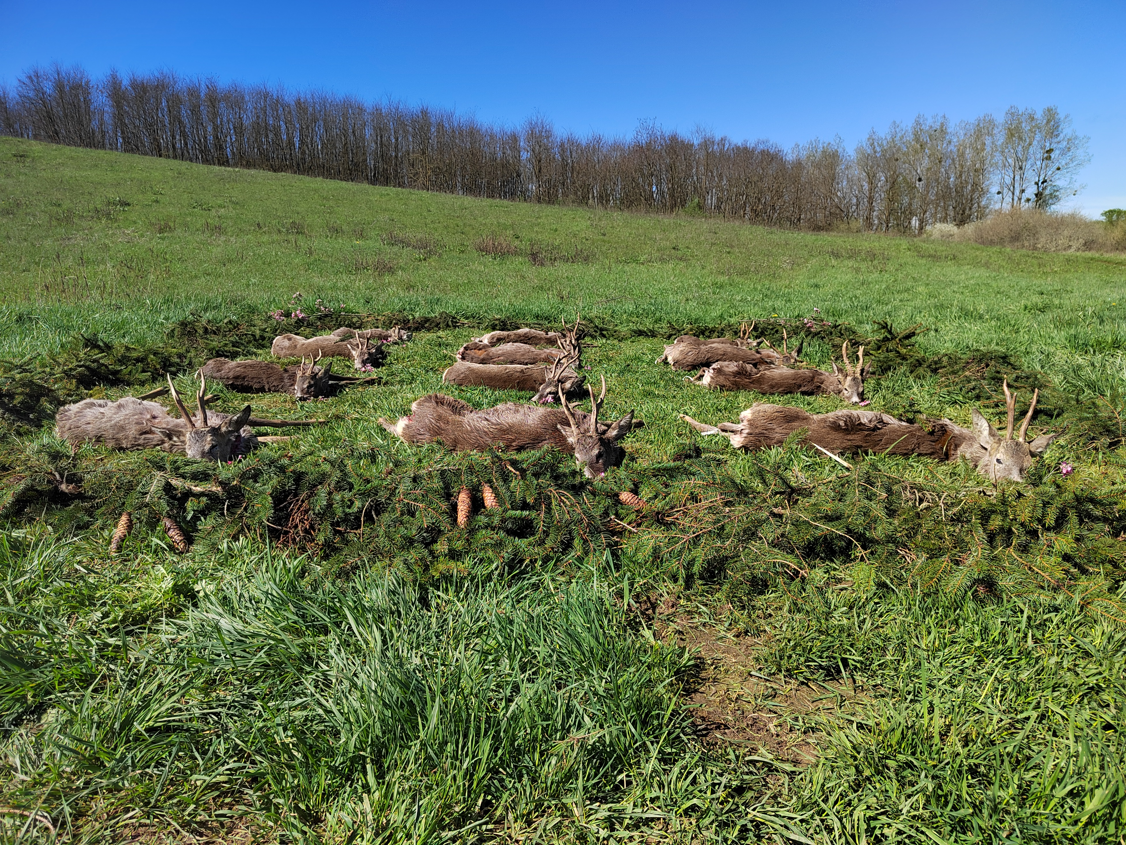 Roe Buck hunting in Hungary photo 3