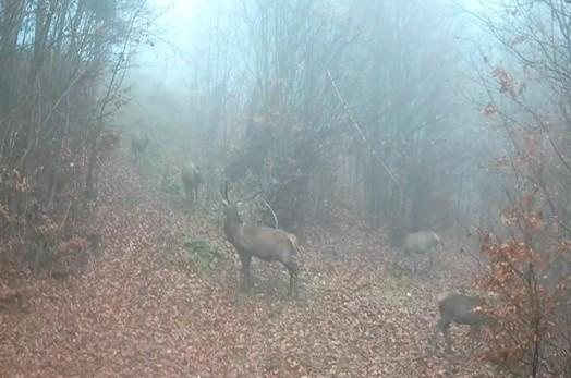 Driven Hunt in the Czech Republic – 19–21 November 2026 (last 4 places) photo 4