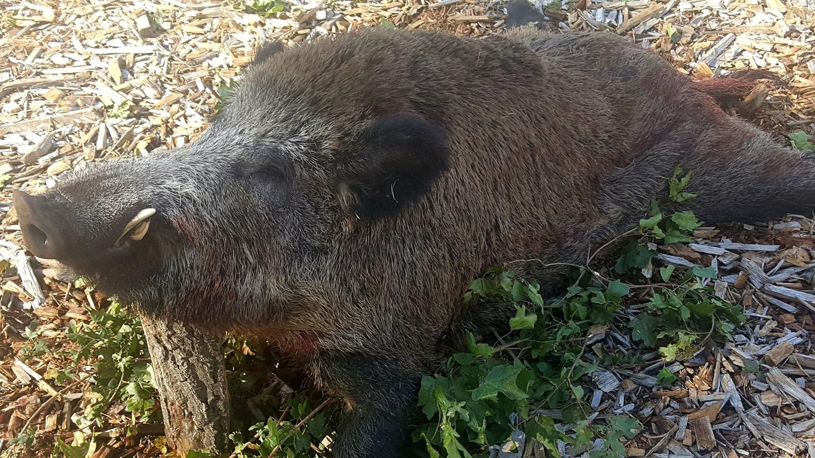 Driven Hunt in the Czech Republic – 19–21 November 2026 (last 4 places) photo 5